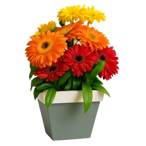 Arranjo de Flores de Gérberas Coloridas Gabriella