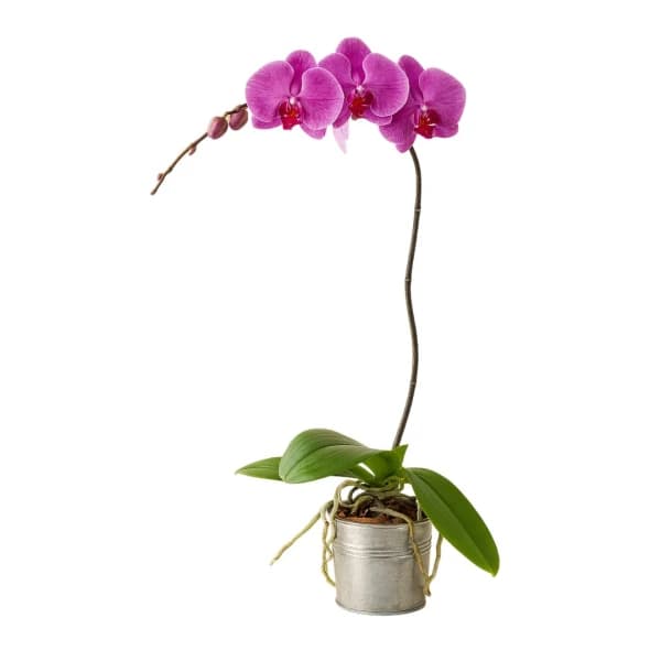 Vaso de Flores de Orquídea Phalaenopsis