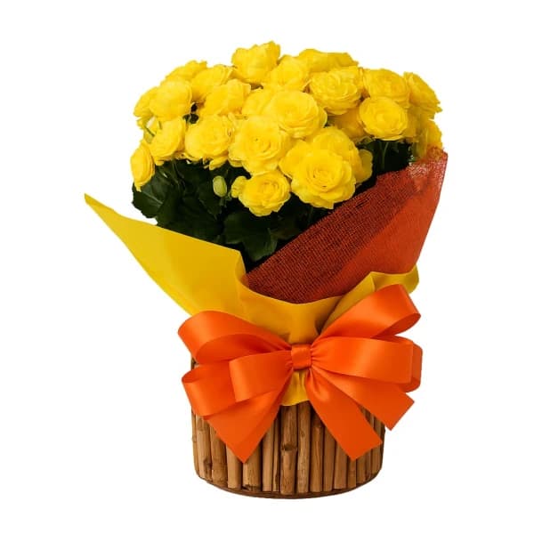 Vaso de Flores de Begônia Rigas em Cachepot Especial