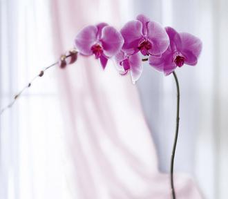 Vaso de Flores de Orquídea Phalaenopsis