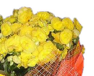 Vaso de Flores de Begônia Rigas em Cachepot Especial