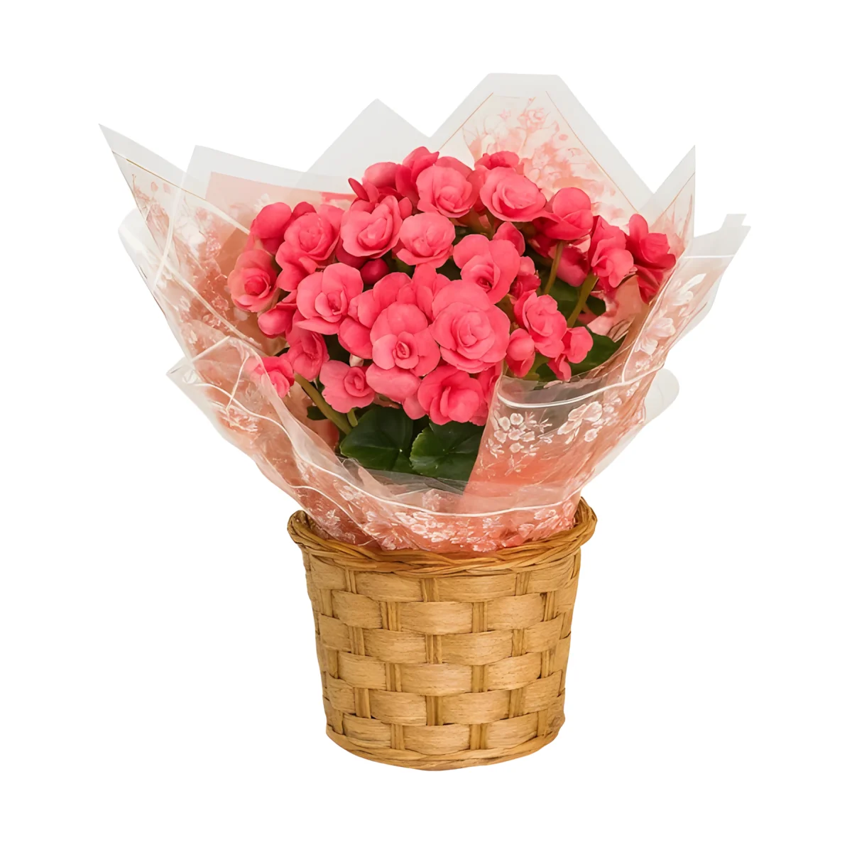 Vaso de Flores de Begônia Rigas Plantada