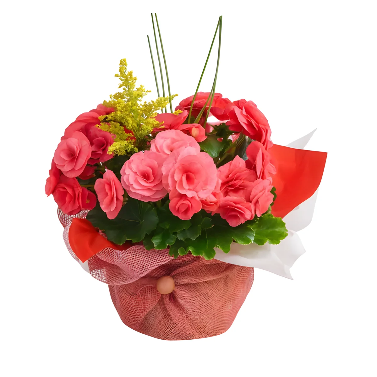 Vaso de Flores Begônia